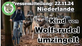 Wolfinfo Aktuell Pressemitteilung International Niederlande Kind von Wolfsrudel umzingelt [upl. by Lonni]