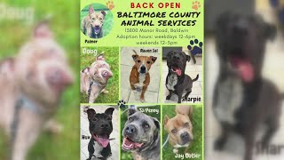 Baltimore County Animal Control Services Resumes Services After Distemper Outbreak Forced Closure [upl. by Habeh]