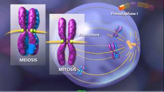 Meiosis  Plants and Animals [upl. by Wanfried]