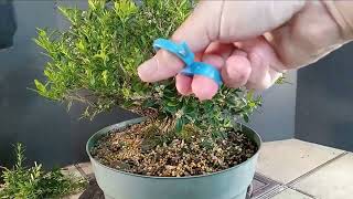 Making a Boxwood Bonsai Tree Harlandii Boxwood [upl. by Herrick291]