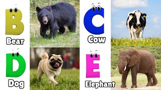 Animals ABC Song  Animals Alphabet Song  Alphabet Letters  Phonics for Kids [upl. by Zielsdorf]