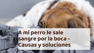 A mi perro le sale sangre por la boca  Causas y soluciones [upl. by Cheyney]