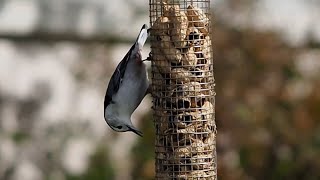 Energetic Climbing White breasted Nuthatch  shorts [upl. by Karlene145]