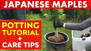 Expert Japanese Maple Tree Potting Advice  Shishigashira Lions Head [upl. by Frasco]