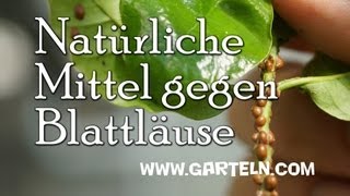 Natürliche Mittel gegen Blattläuse [upl. by Kirkwood]