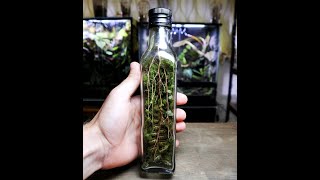 Oil Bottle Into Vertical Terrarium [upl. by Matusow717]