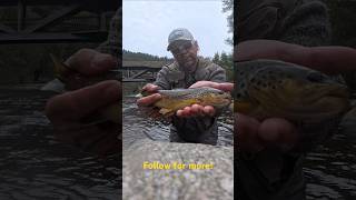 Spektakuläre Forelle auf der Fliegenrute🤯viralvideo fishing trout flyfishing fish fyp [upl. by Regor864]