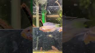 Are Apistogramma good for beginners ytshorts apistogramma fishtank sorts viralshort [upl. by Rosette]