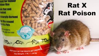 Why Rat X Is The Only Rat Poison I Will Ever Use  Safe amp Effective  Mousetrap Monday [upl. by Annirak]