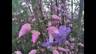 Observing the Karvi flowers once in 7 years [upl. by Haida]