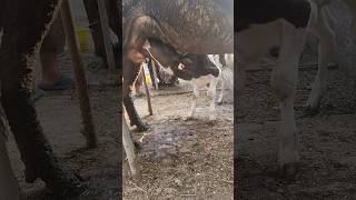 calf feeding mother milk mashallah ytshorts viral [upl. by Edas]