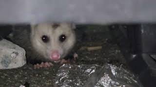 Opossum in Cedarhurst New York [upl. by Eelytsirk]