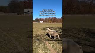 Rescued sheep meet their new family Shorts [upl. by Ahsiret877]