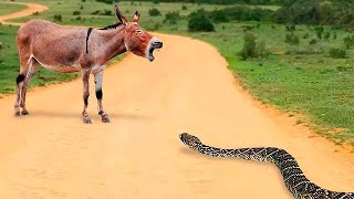 This Snake Messed With The Wrong Opponent [upl. by Ekenna]