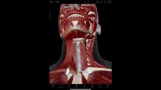 Infrahyoid Muscles Visible Body [upl. by Repohtsirhc]