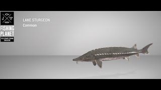 Fishing Planet  Saint Croix  Lake Sturgeon  Bottom [upl. by Enitsud]