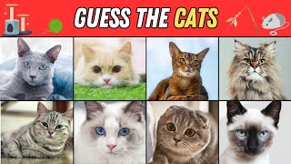 Guess the Cats  3 Seconds Animal Quiz  50 Cat Breeds [upl. by Sassan657]