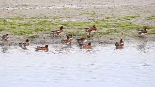 Wigeons group fight [upl. by Farkas]