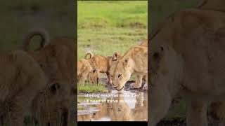 Cut to Lioness crouching in the tall grass teaching her cubs how to hunt [upl. by Hayward]