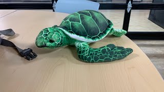 Sea turtle stuffed animal toy review [upl. by Cower]