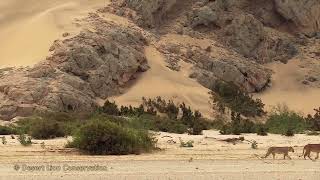 Xpl143 “Paratus” and the lioness Xpl150 moves along the Hoaruseb River  DesertLionInfo [upl. by Yetah302]