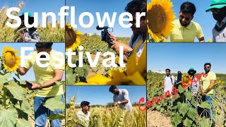 Sunflower festival in university of KarachiGrowing of sunflowerwheat Maizeresearch agriculture [upl. by Gamal598]