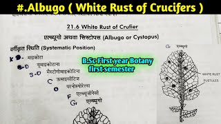 Albugo part1  White Rust of Crucifers  Albugo Structure and Reproduction BSc 1st year Botany [upl. by Levin]