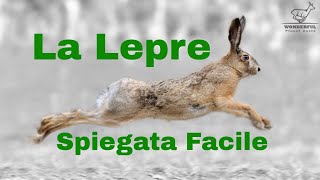 Lepre Lepus Europaeus Spiegata Facile [upl. by Ticknor]