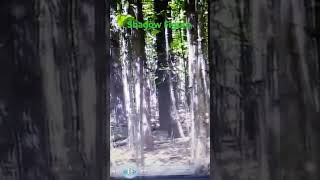 Cloaked Shadow Figure manifests at 7 Gables Haunted Woods [upl. by Emoraj]