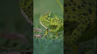 The Indian chameleon Chamaeleo zeylanicusis a species of chameleon found in india viral [upl. by Berlin]