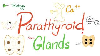 Parathyroid Glands  Parathyroid hormone PTH or Parathormone  Calcium  Endocrine System [upl. by Dlorah]