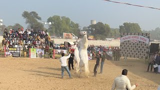 Live Nukra Stallion Ring  Punjab Horse Show Muktsar Ghoda Mandi 2024 [upl. by Ramar]