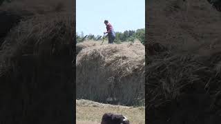 Putting up loose hay at the Davis family farm [upl. by Ssor956]