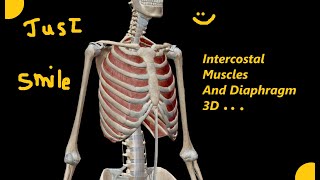 L4 Anatomy Thoracic wall intercostal muscle and Diaphragm [upl. by Nalat]