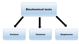 Biochemical tests [upl. by Fiertz]