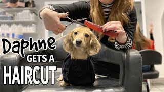 Ep16 Daphne Gets a Haircut Finale  Cute Dachshund Video [upl. by Adlar]