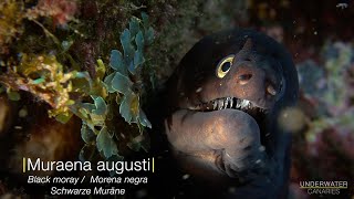 Muraena augusti  Underwater Canaries [upl. by Levina]