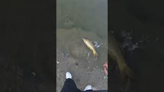 CARP Release fishing carpfish [upl. by Gisela]