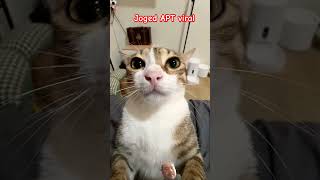 Kucing joged apt cute cat catlover kitten pets [upl. by Tonya]