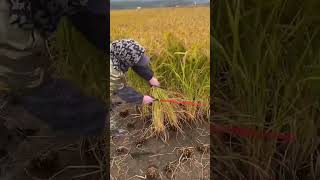 RT 78776 mini rotary tillage and ridging allin one tree 🌲 short view [upl. by Moffat]