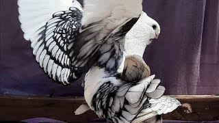 Fancy pigeon sale new video॥ very low price fancy pigeon loat for sale॥ serazi fentell pouter muki [upl. by Ramar]