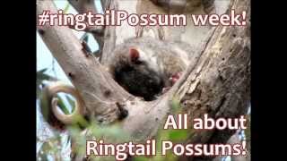 All about Ringtail Possums in the wild [upl. by Wilt]