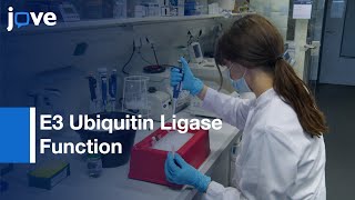 Analysis E3 Ubiquitin Ligase Function l Protocol Preview [upl. by Halima]