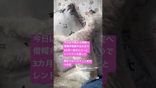 犬 シニア犬 おじいちゃん犬 僧帽弁閉鎖不全病院検査トイプードル [upl. by Notliw]