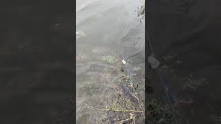 fishing fiish beachfishing fish filefish carpfishing fihing carp fiahing videogama [upl. by Aretak352]