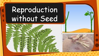 Science  Plant Reproduction without seed  English [upl. by Nilhsa591]