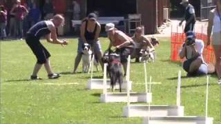 Flyball [upl. by Schnell]