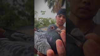 Racing pigeons drapa bloodline 🕊️🤍 racingpiegon kabootar racingpiegons kabutar [upl. by Ytomit]