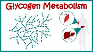 Glycogen metabolism  Glycogenesis  Glycogenolysis  hormonal regulation of glycogen metabolism [upl. by Rialb]