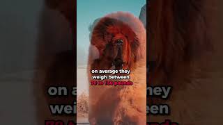 Giant Tibetan Mastiff Meet Yushu 🐾 Heaviest Dog Breeds shorts [upl. by Raney]